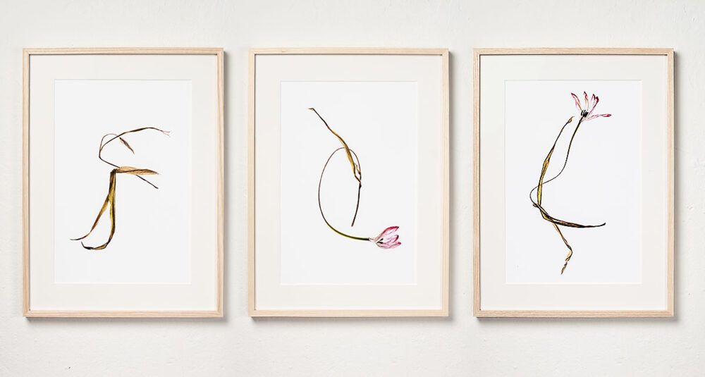 Tulpengeflüster #9, #7, #8