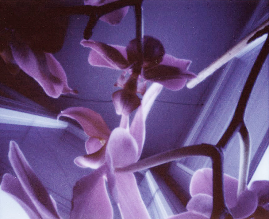 Orchideen 20 3