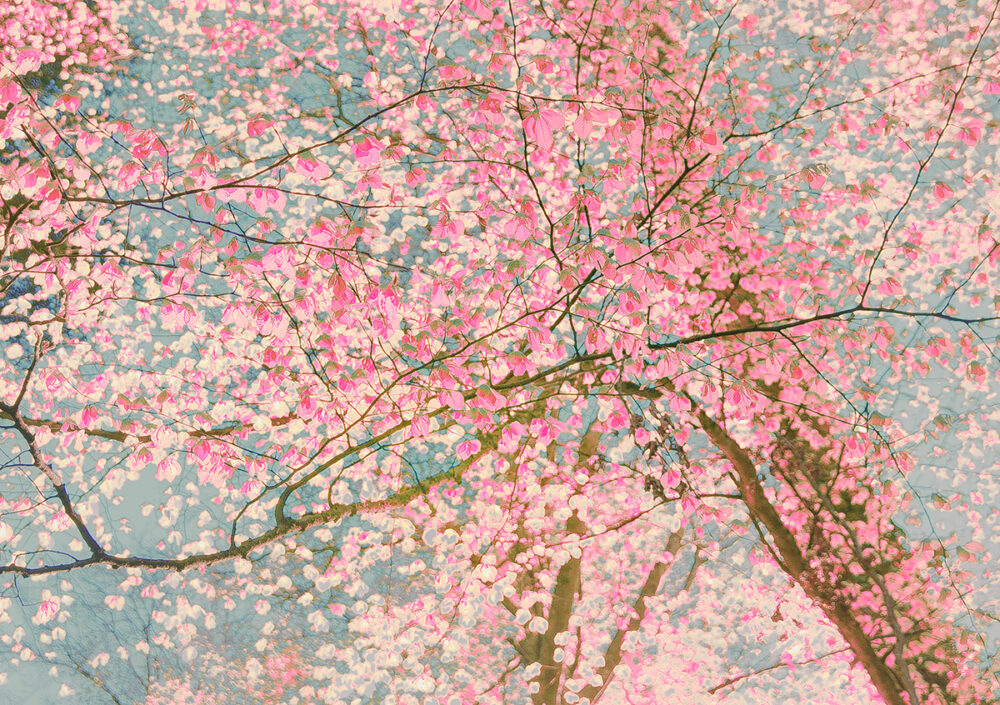 Trees no 42 Sonja Maria Schobinger